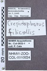 Etikette zu Pseudocrepidophorus filicollis (NHMW-ZOO-COL-0010524)